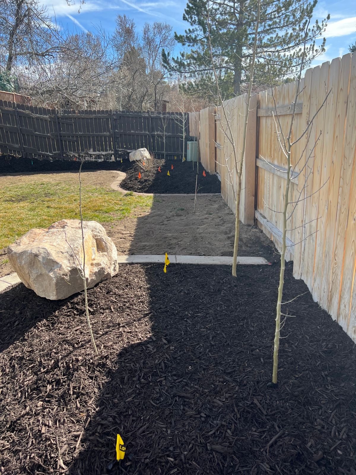 New young fruit trees planted and mulched