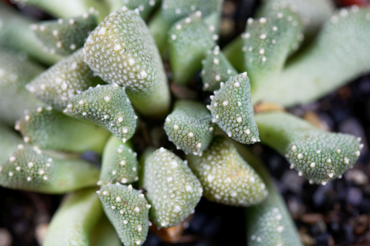 Closeup of Aloinopsis plant with white speckled tips