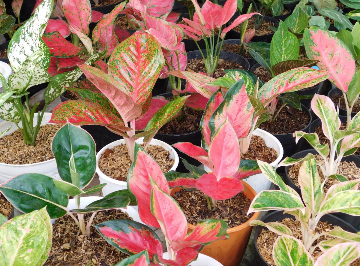 Potted Chinese Evergreen plants