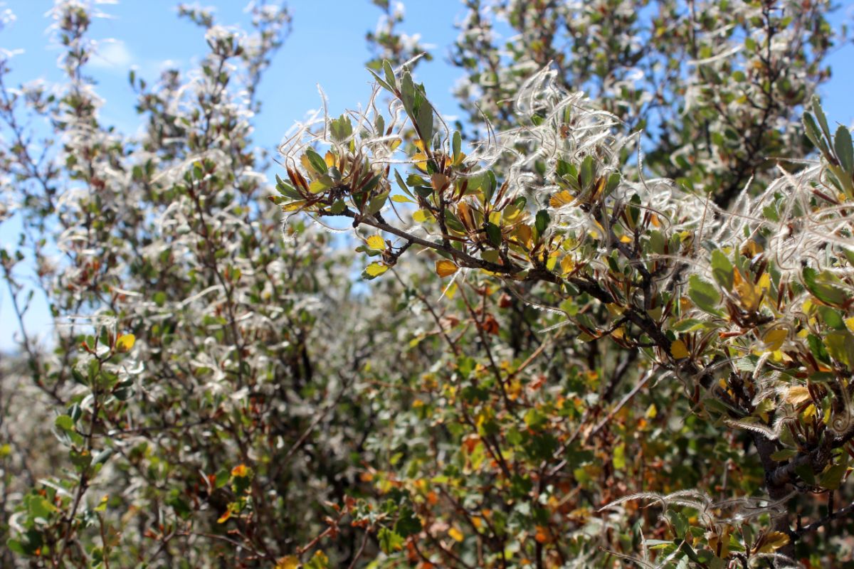 Curl Leaf Mountain Mahogany shrub with feathery foliage