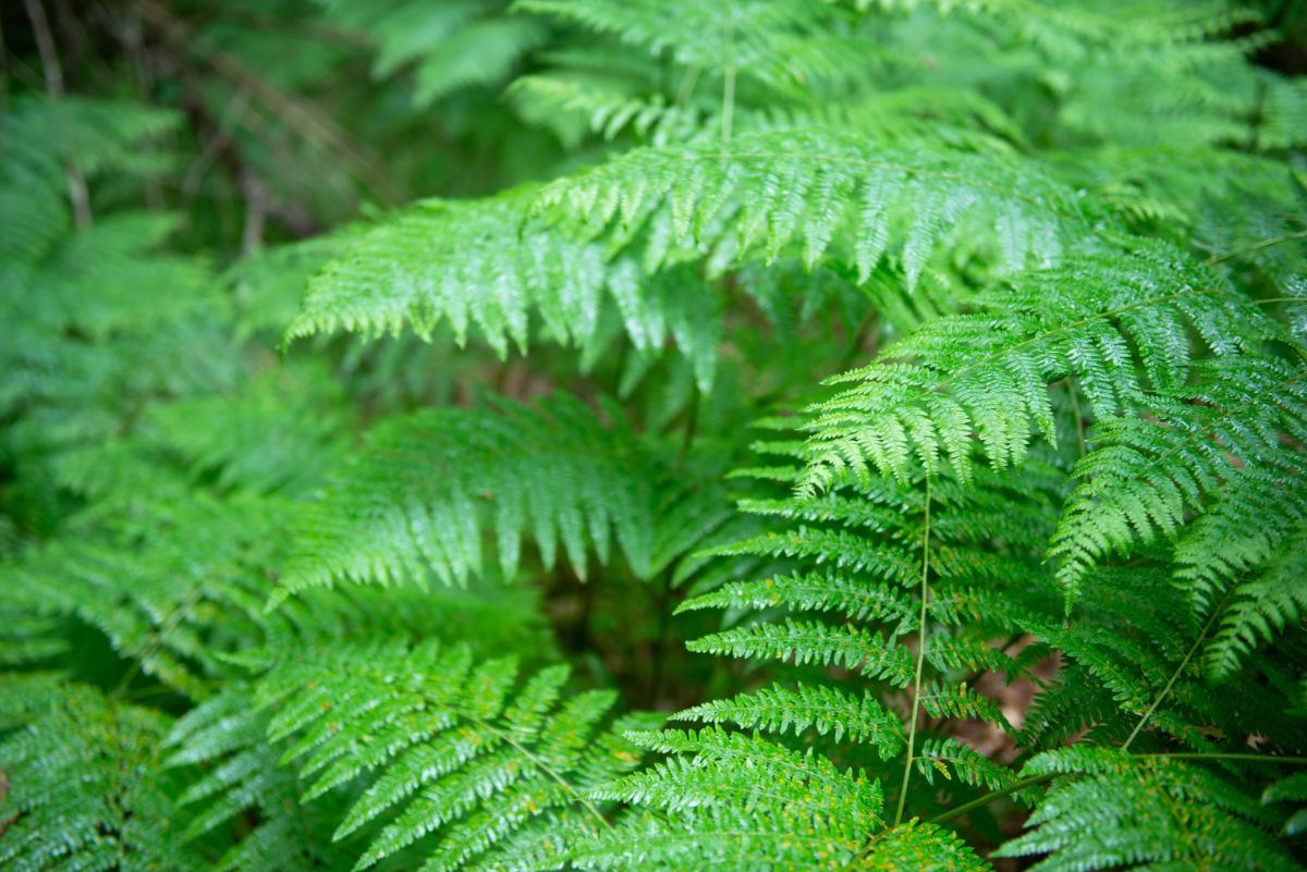 Wet green ferns growing under a canopy of trees