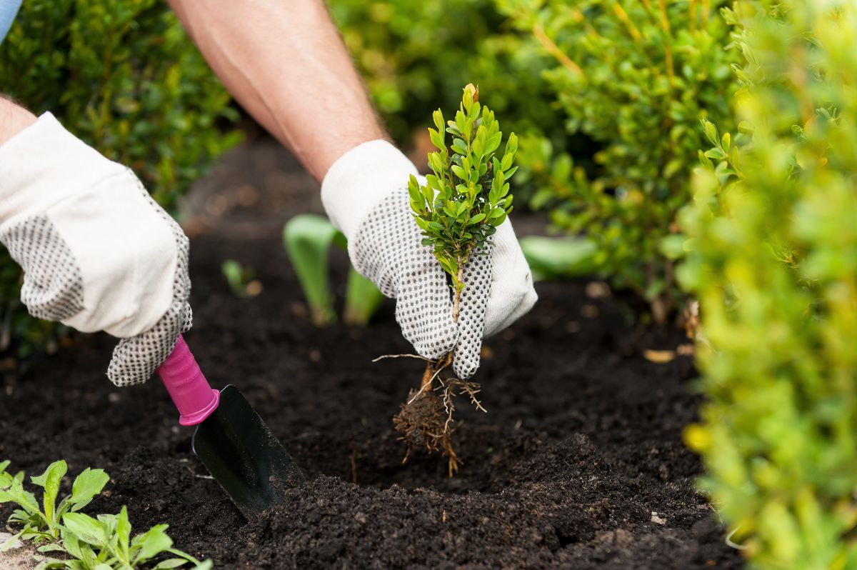 A gardener planting a small young boxwood bush