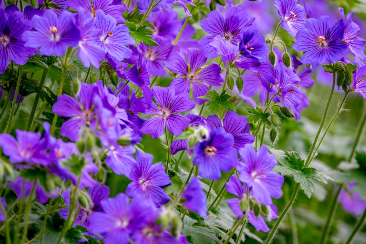 purple geranium flowers