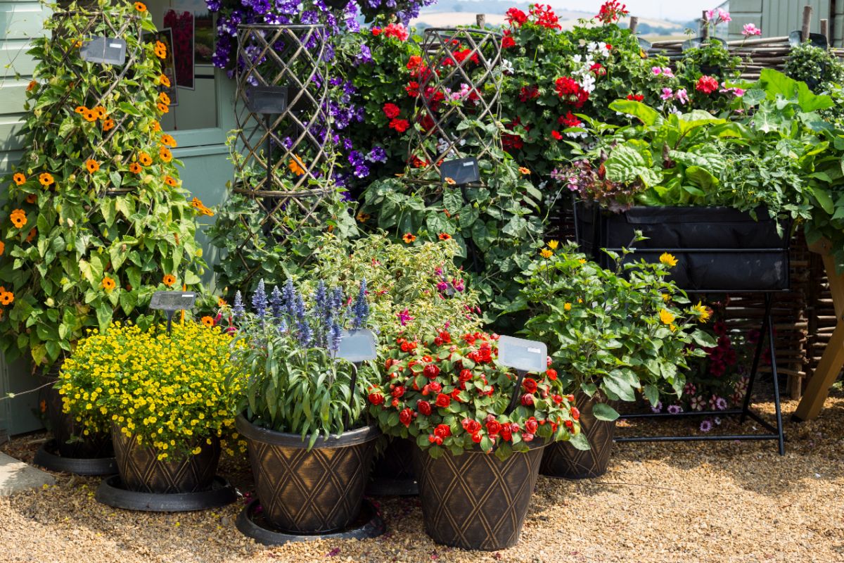 A group of flowers planted in containers