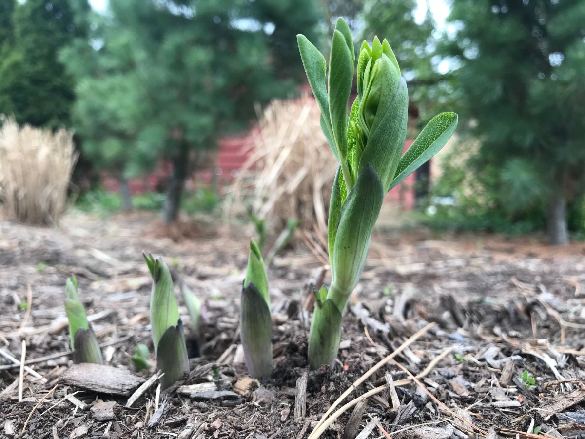 Baptisia plants emerging from soil