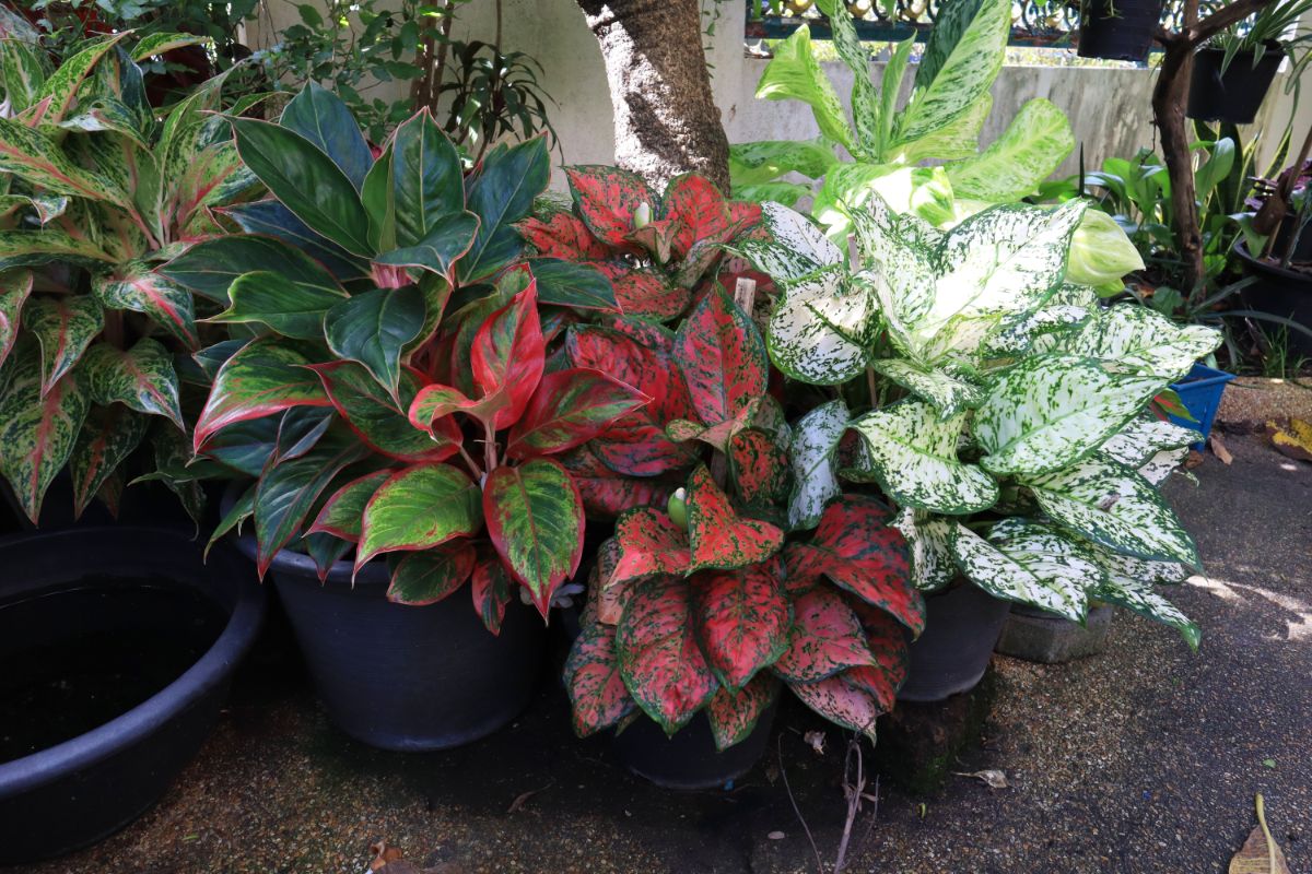 Chinese evergreen plants in various colors