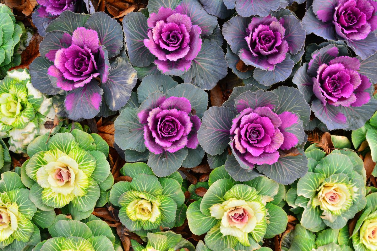 white and purple varieties of flowering kale