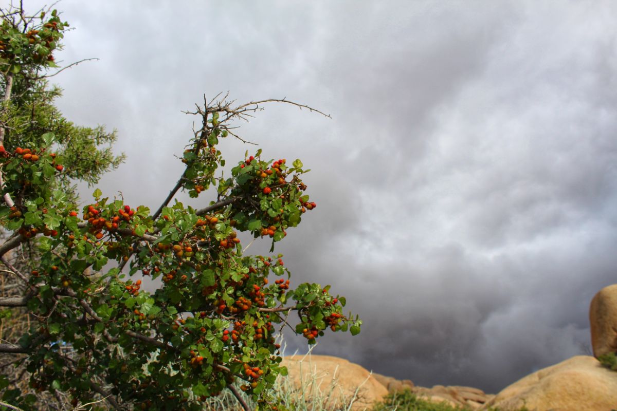 Citrusy-smelling fragrant sumac