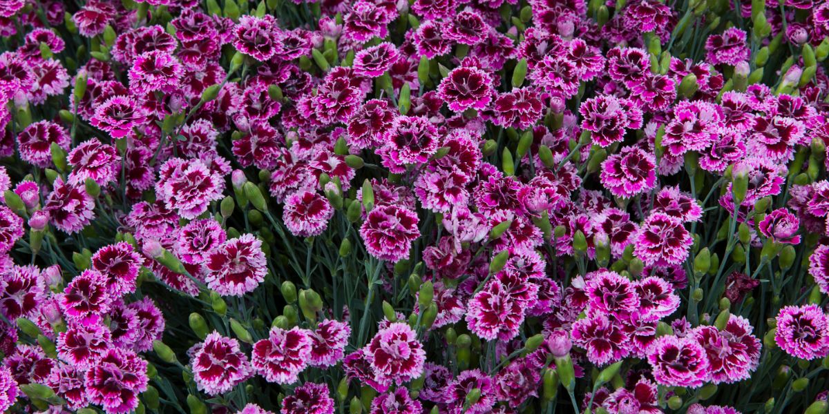 A large planting of lilac eye dianthus
