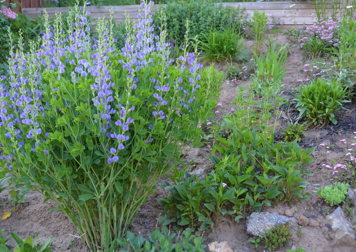 Tall flower stalks of purple baptisia