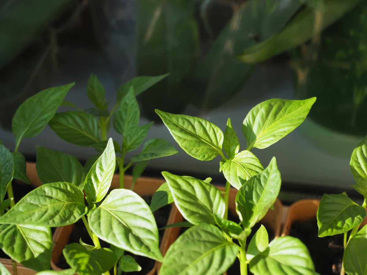 Young pepper seedlings in brown pots