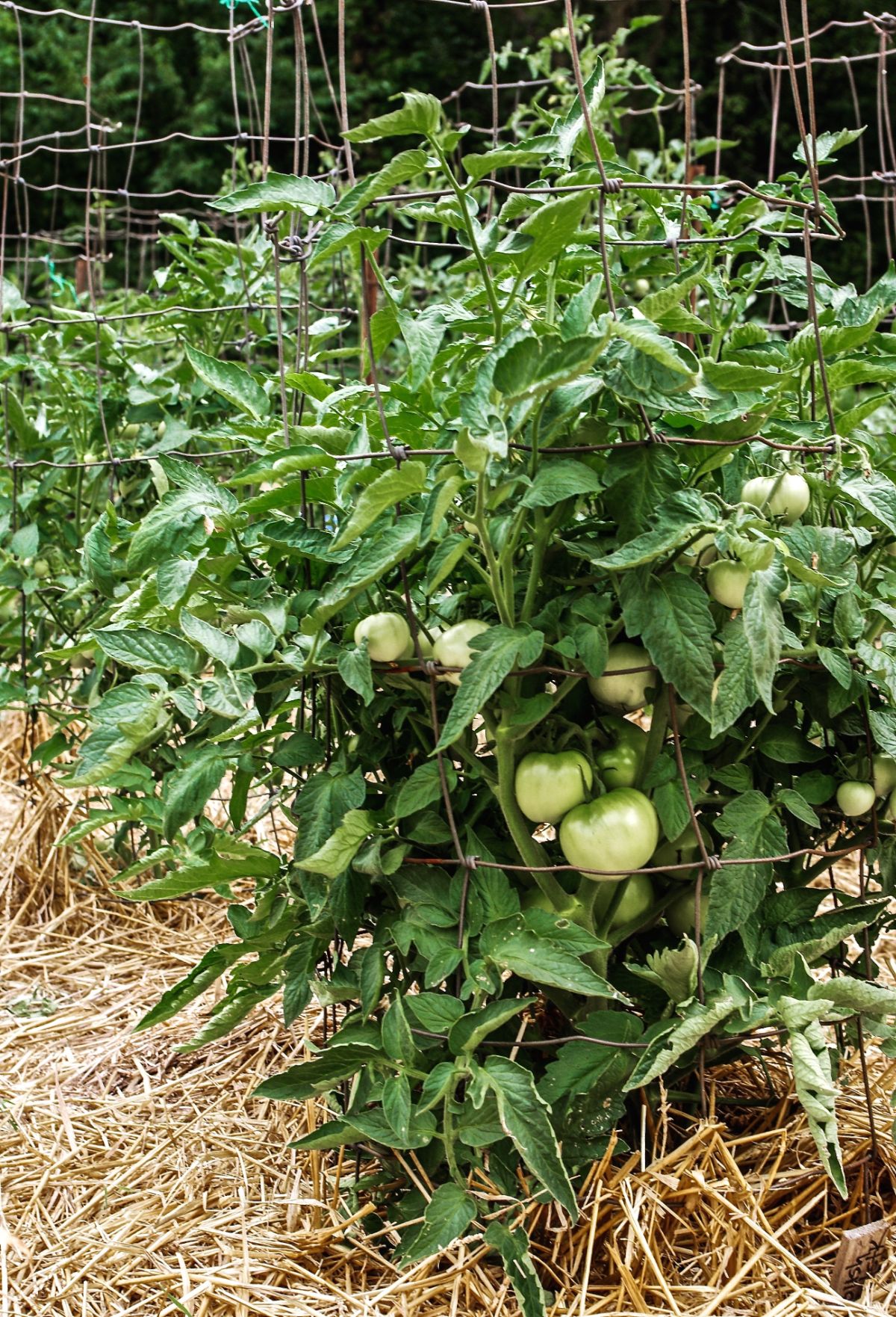 Tomato plants mulched with natural straw