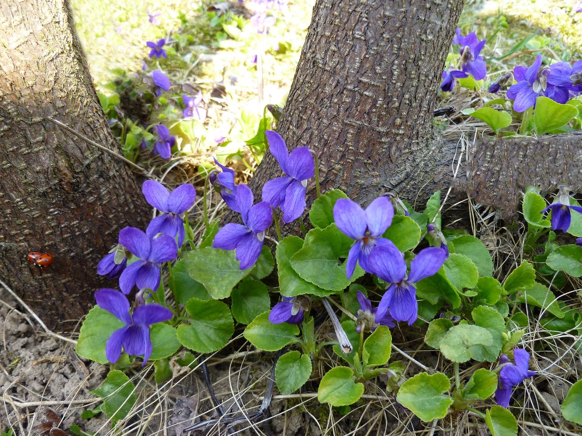 Purple violets growing in shade