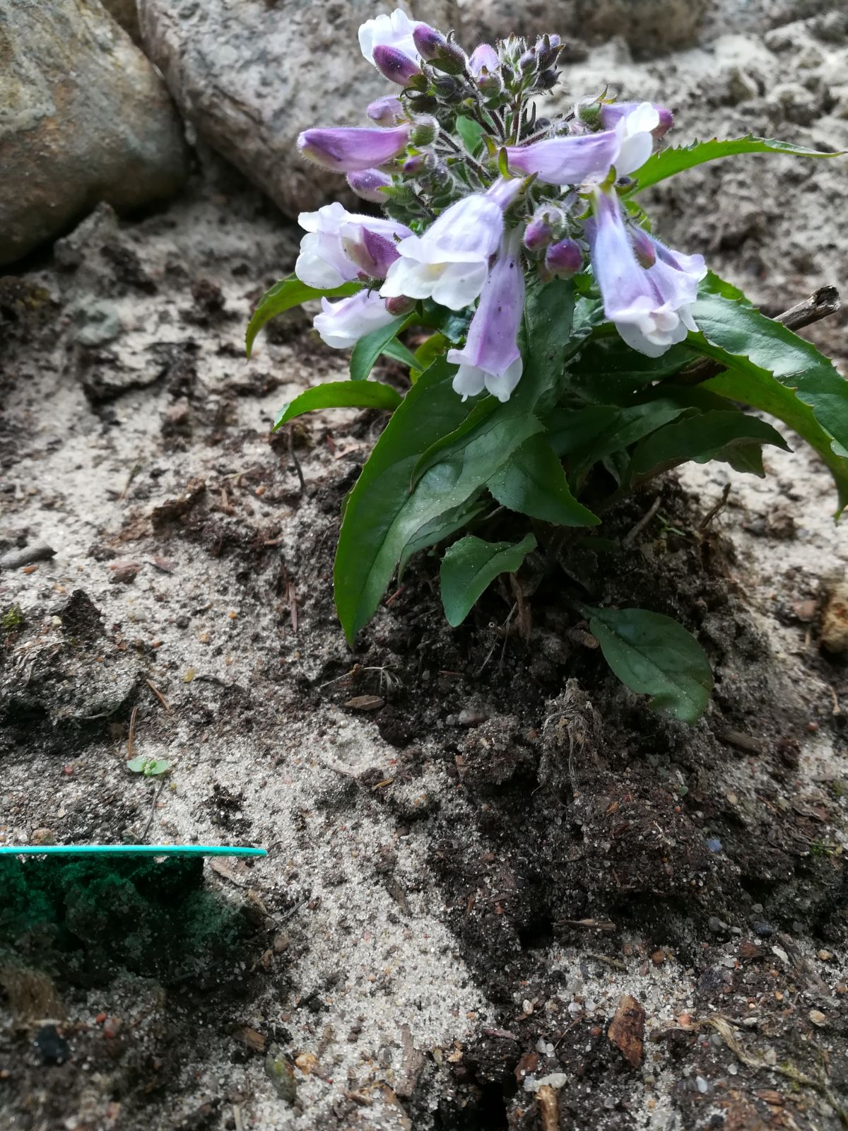 small flowering beardtongue plant