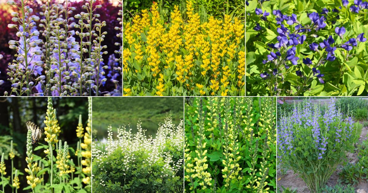 Collage of beautiful blooming baptisias.