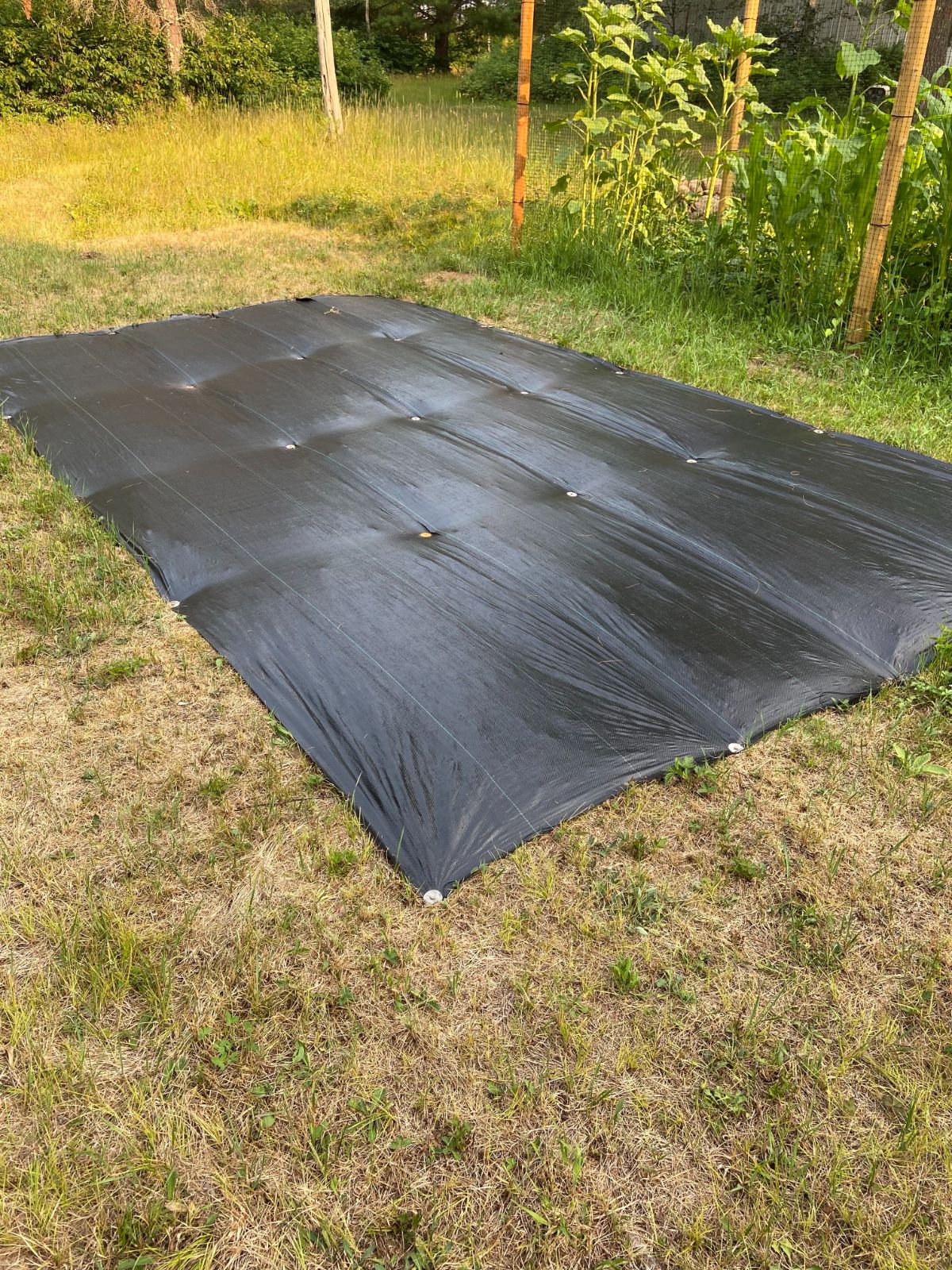 Large black tarp staked out over a rectangle of grass for a new garden patch