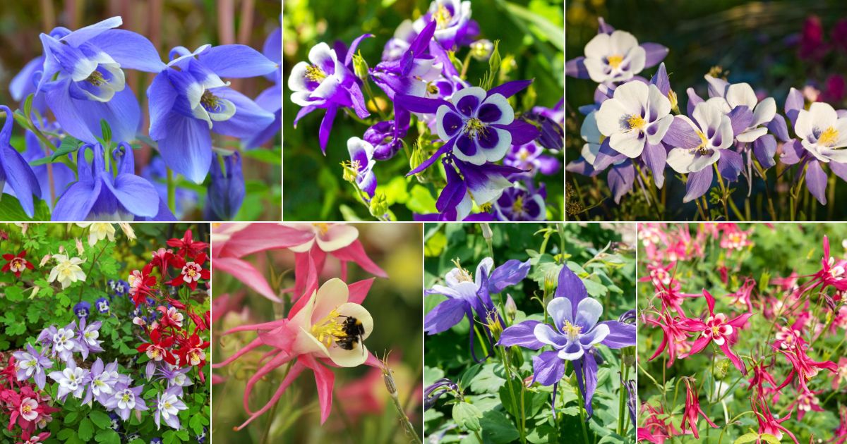 Collage of beautiful blooming columbines..