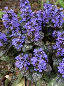 cropped-10-ajuga-plants.jpg