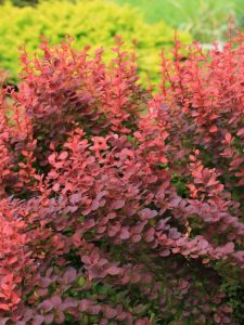 cropped-12-japanese-barberry.jpg