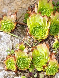 cropped-2-sempervivum-tectorum.jpg