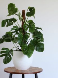 cropped-28-swiss-cheese-plant.jpg