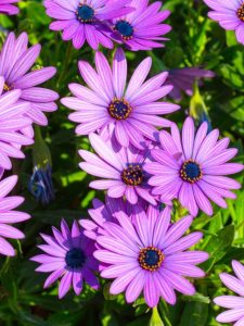 cropped-3-african-daisy.jpg