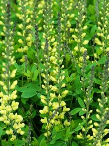 cropped-4-yellow-blooming-baptisia.jpg