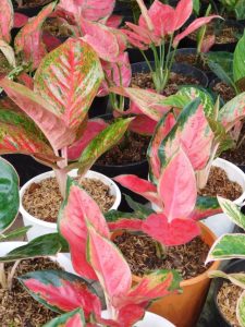cropped-8-chinese-evergreen.jpg