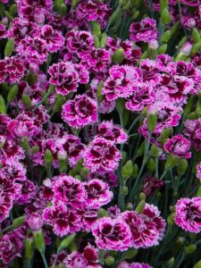 cropped-9-lilac-eye-dianthus.jpg