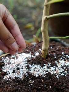 Applying homemade eggshell fertilizer to a plant.