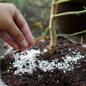 Applying homemade eggshell fertilizer to a plant.