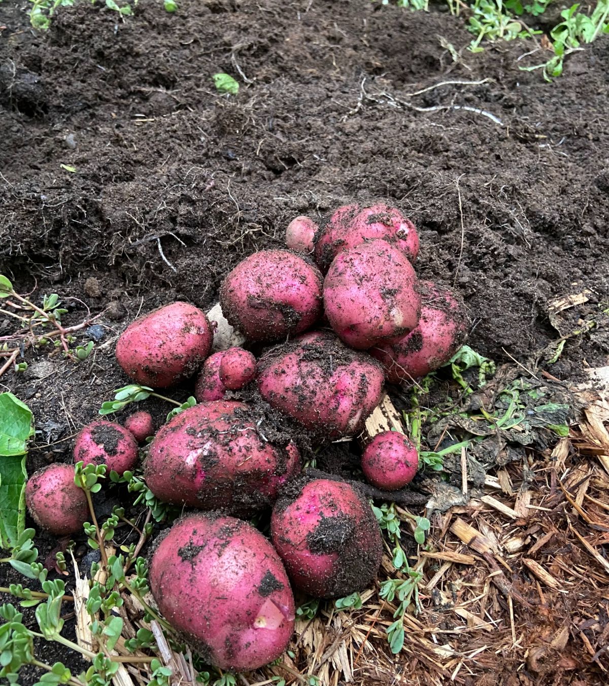 Freshly dug red potatoes laid out on the ground
