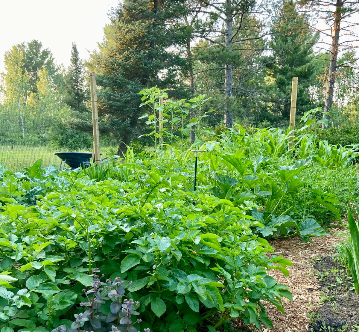 A thriving garden in summer