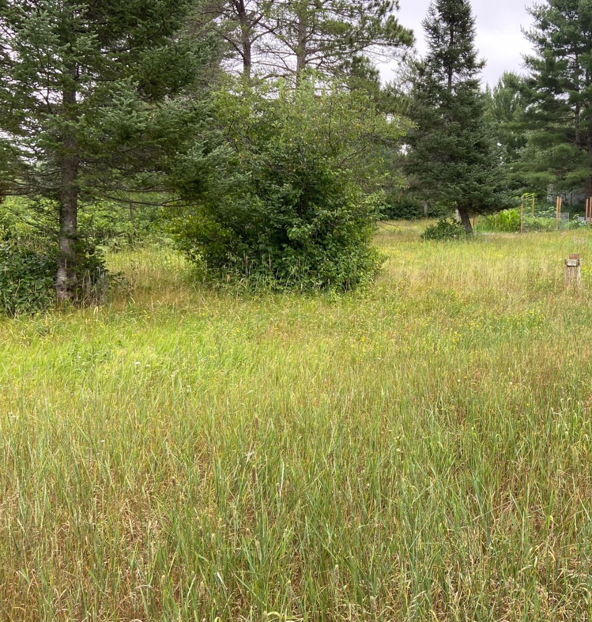 A large, sunny patch of ground next to a wooded area