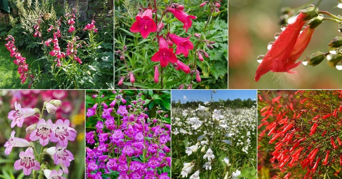 Collage of beautiful blooming penstemons.