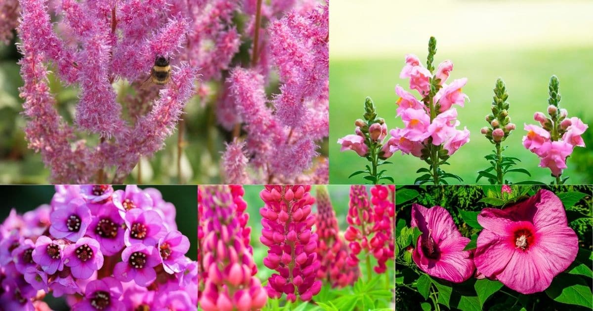 pink perennials