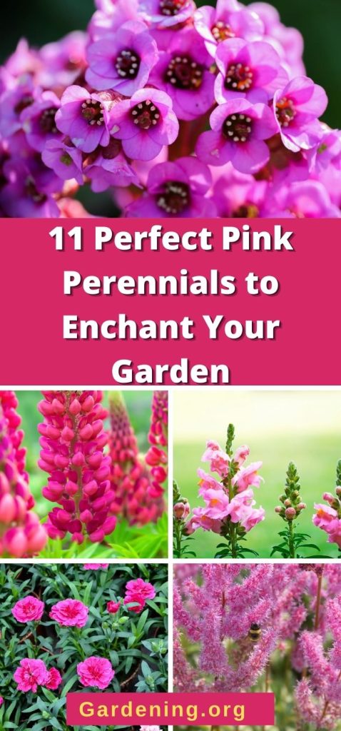 Pink perennials pin image 2