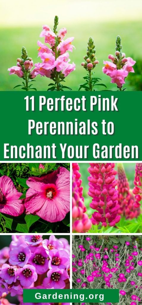 Pink perennials pin image 1