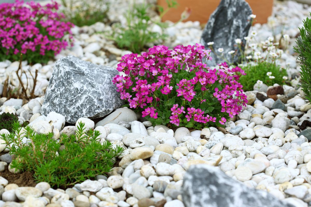 A rock garden planted with different plants