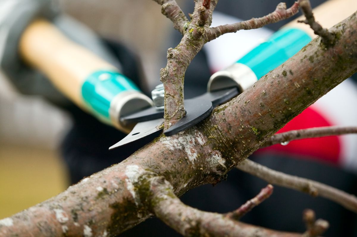 Tree pruners clipping off a branch on a tree