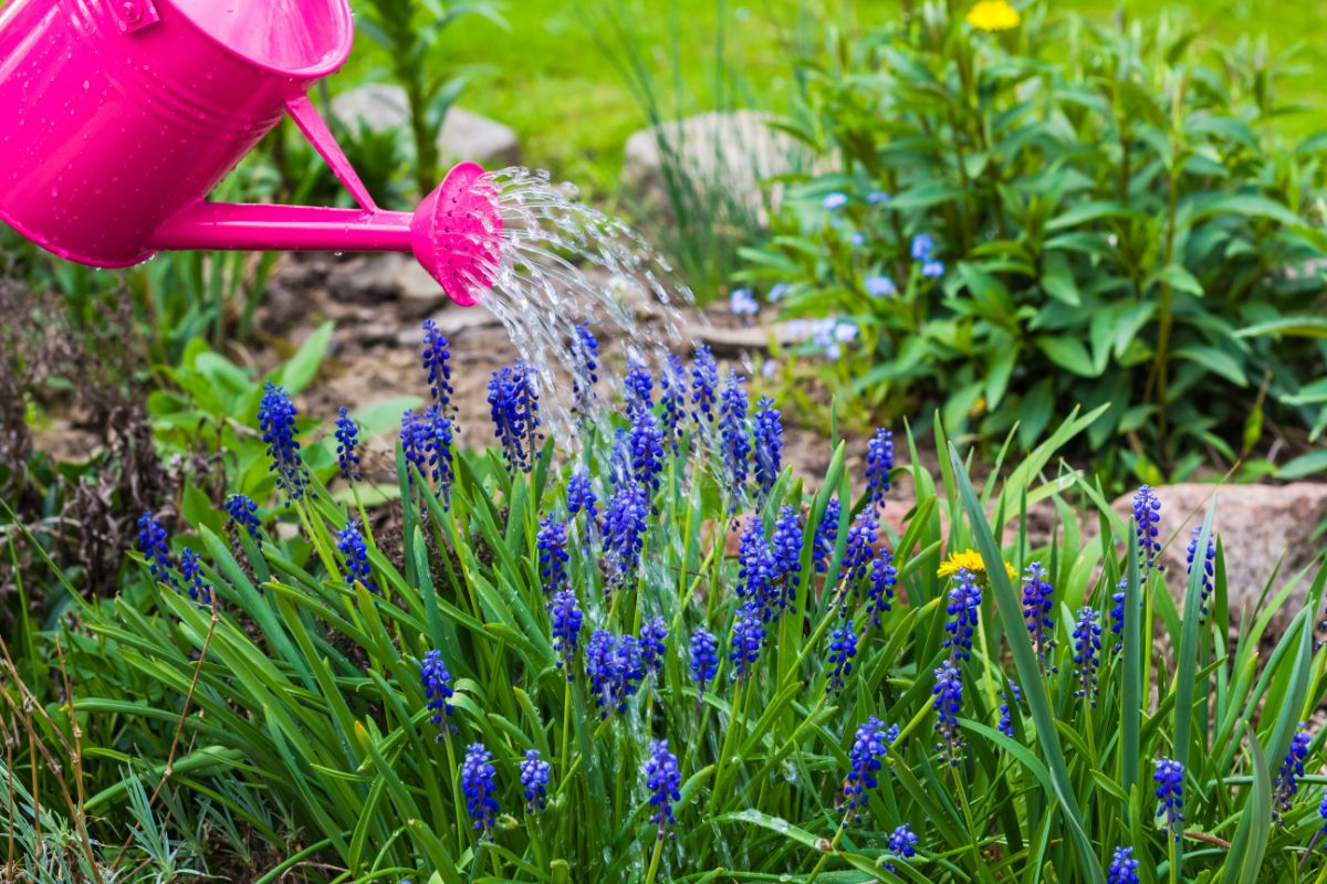 A gardener watering purple flowers with a pink watering can