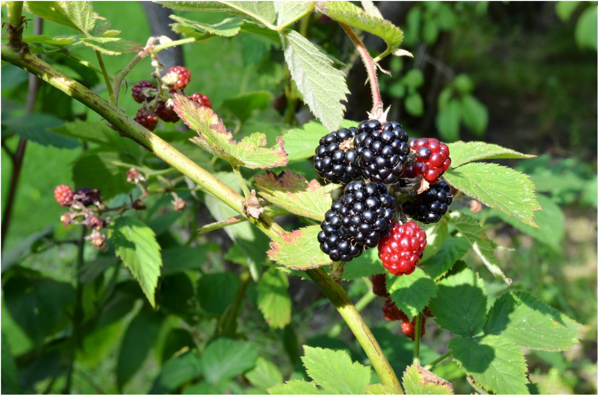 Blackberries on the bush can be collected for seeds to plant