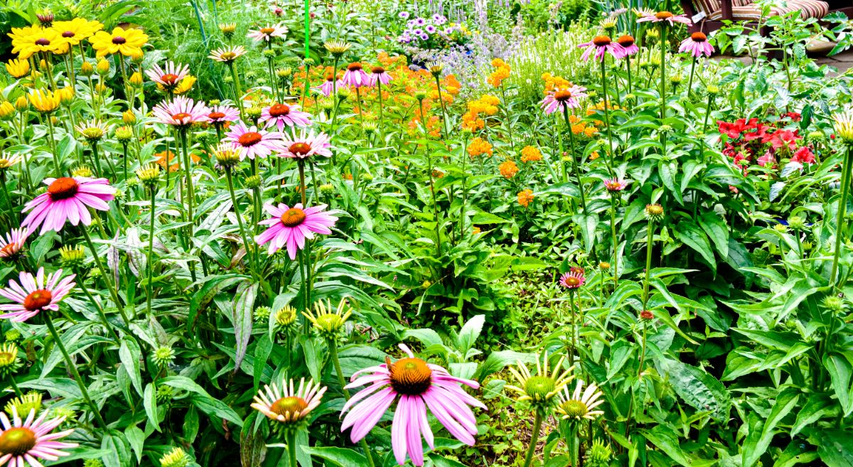 A mixed wildflower planting