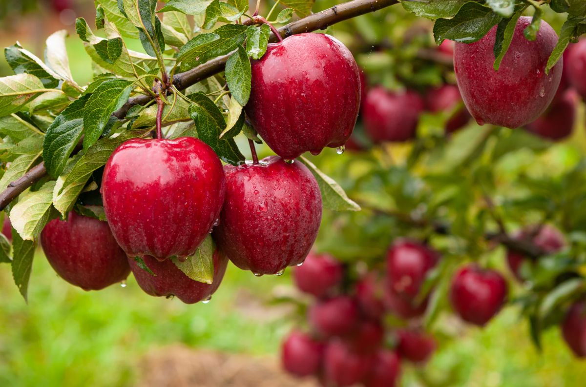 Red, ripe apples on the tree after a rain storm