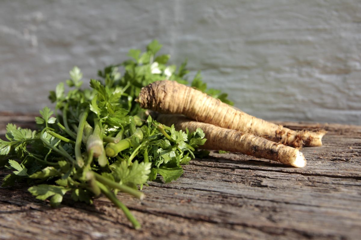 Roots of fresh horseradish 