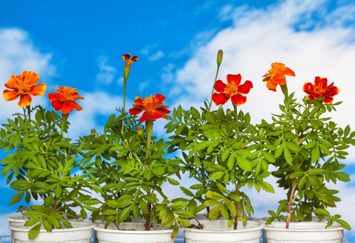 Marigolds in pots waiting for transplanting