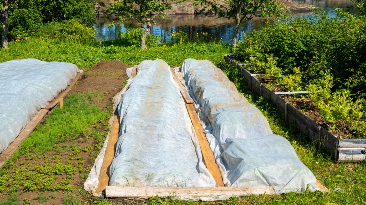 Plants covered with remay row cover and weighted with boards to protect from frost