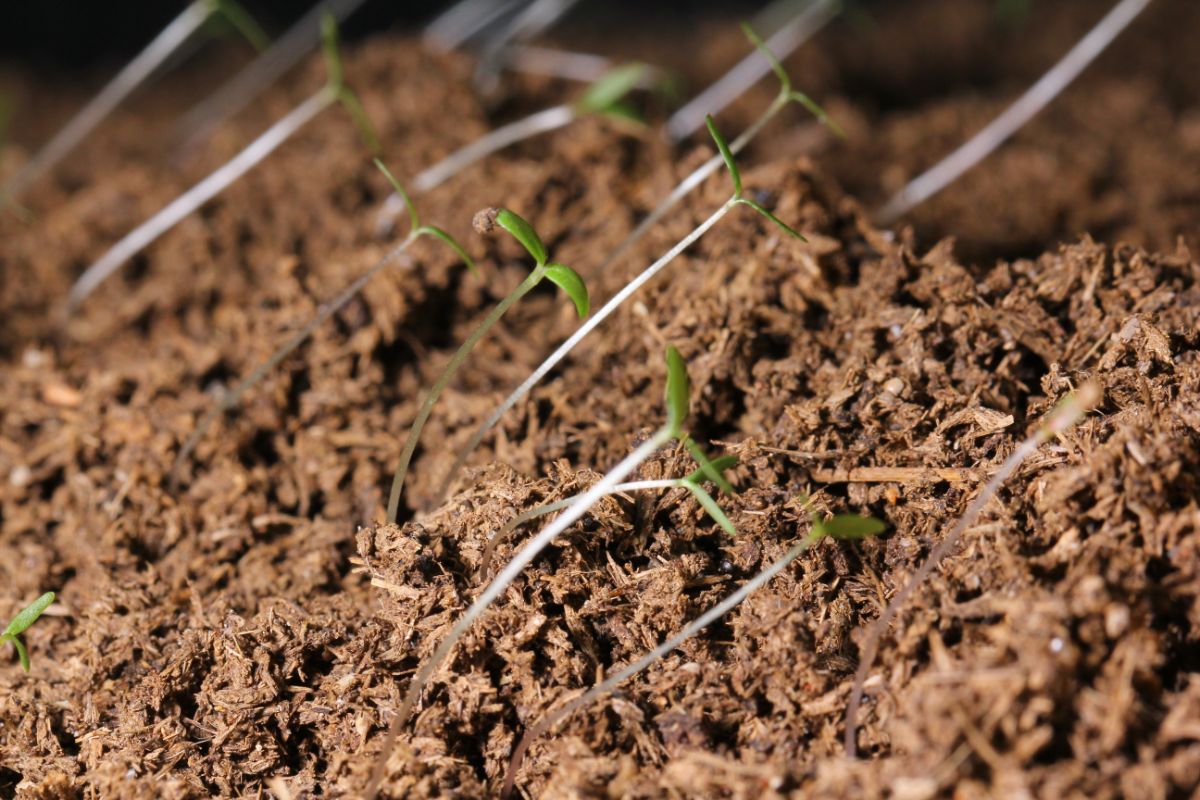 small sprouted seedlings in soil amended with worm castings