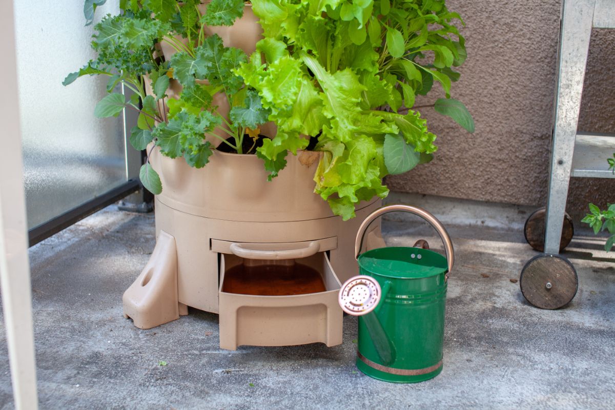 A worm bin and growing setup ready for making compost tea