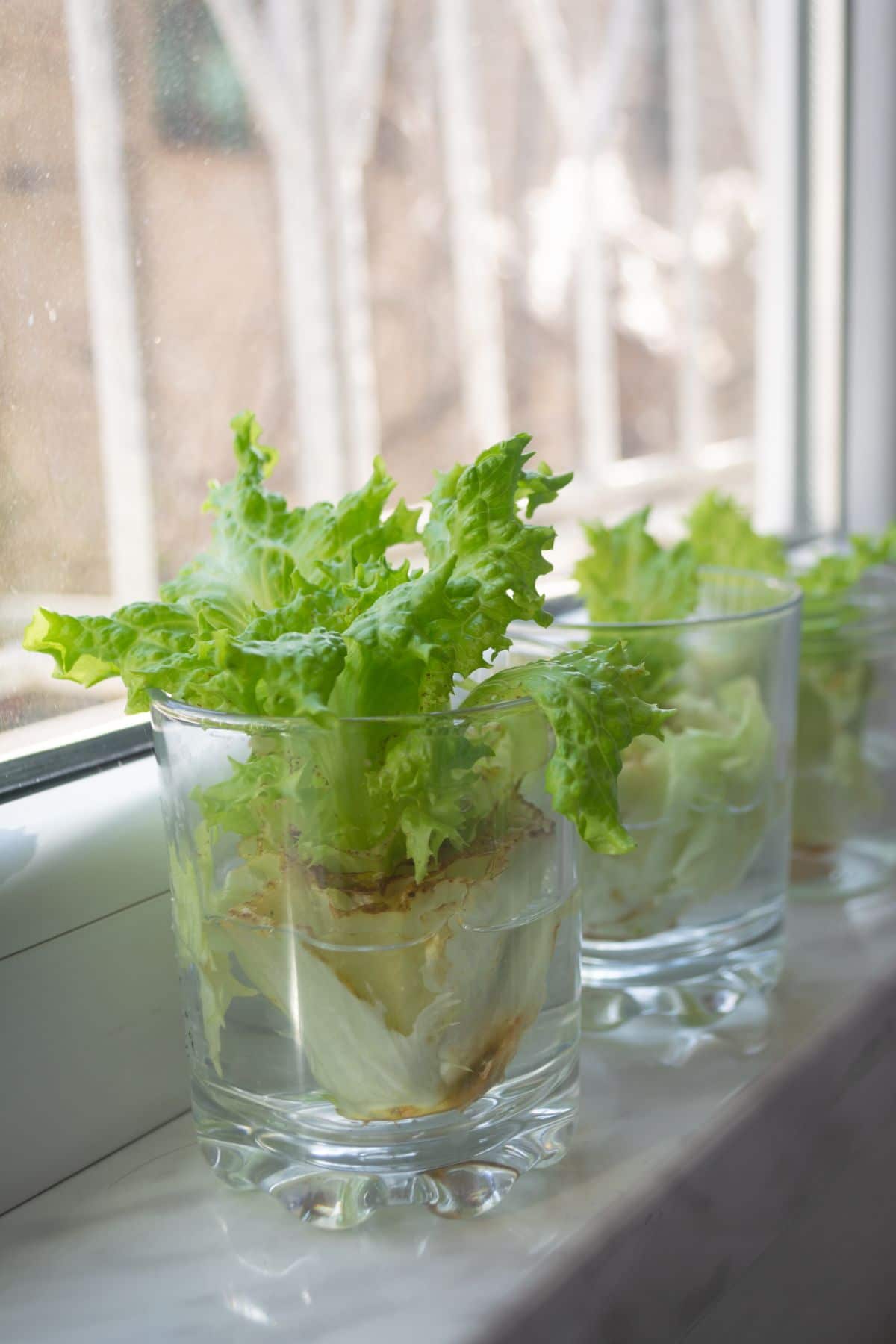 Lettuce bottoms set in water to regrow a second time